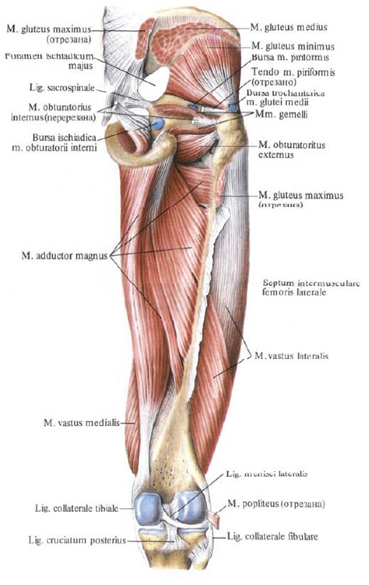 Músculos de Gluteus (músculo glúteo pequeno)