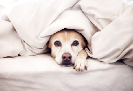 Conhecimento de um cão com um filho recém-nascido