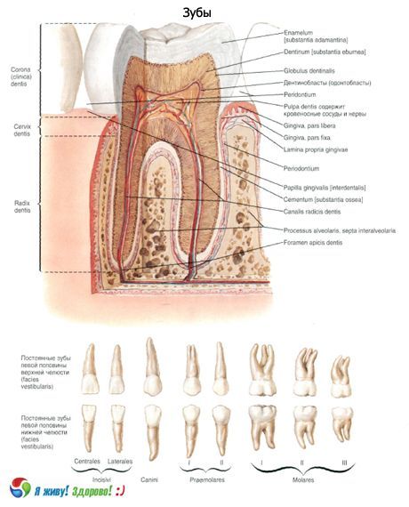 Dentes.  Estrutura do dente