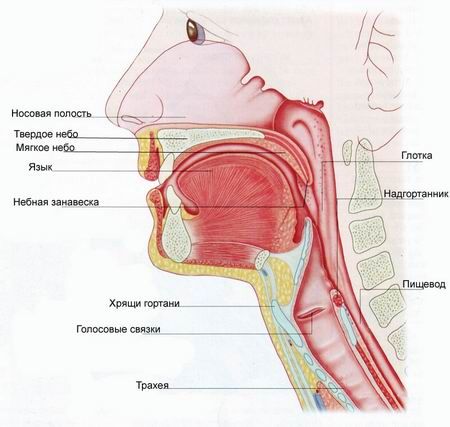 Dor na laringe